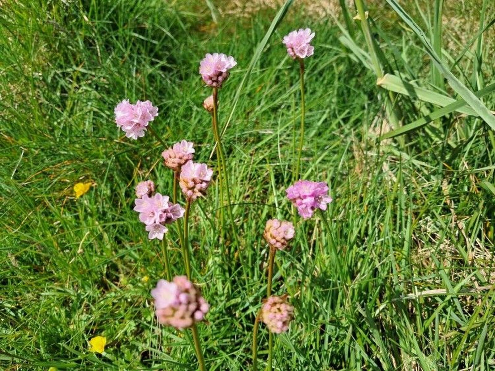 psykoterapeut med hjertet på rette sted